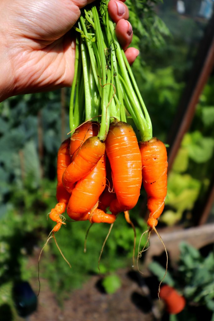 kitchen garden