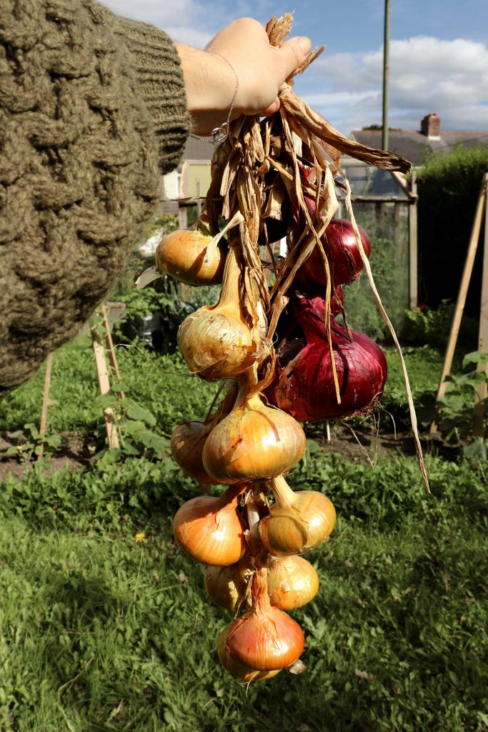 kitchen garden